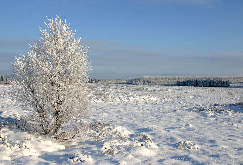 Soubor:Hautes-Fagnes-2.jpg