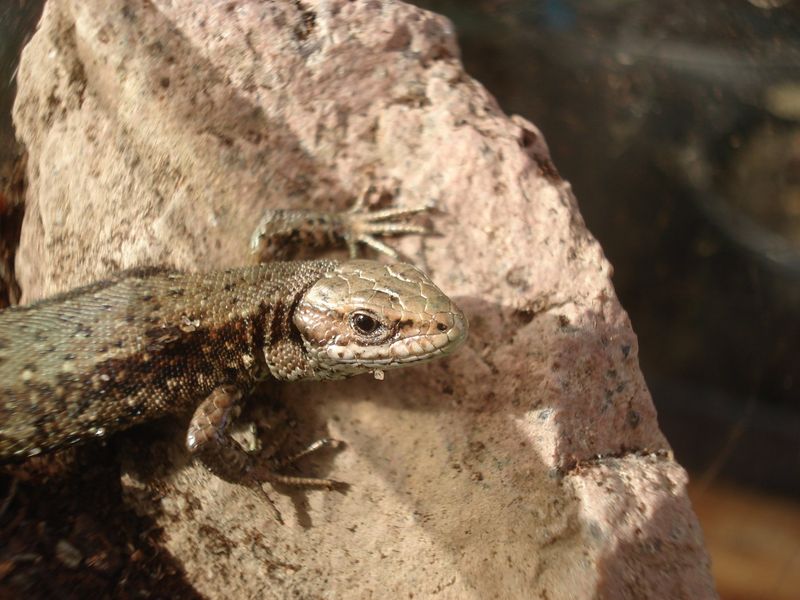 Soubor:Waldeidechse Lizard 1.jpg