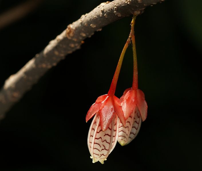 Soubor:Agapetes.incurvata.flowers.jpg