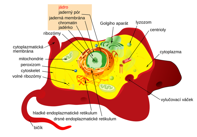 Soubor:Animal cell structure cs.png