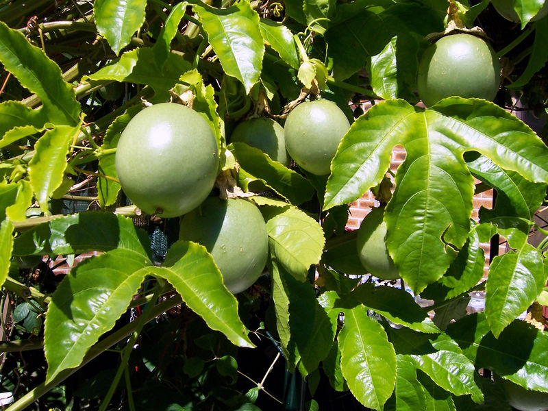 Soubor:Passionfruitvine.jpg