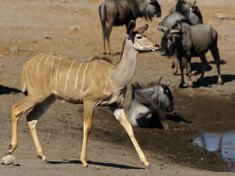 Soubor:Tragelaphus strepsiceros (female).jpg