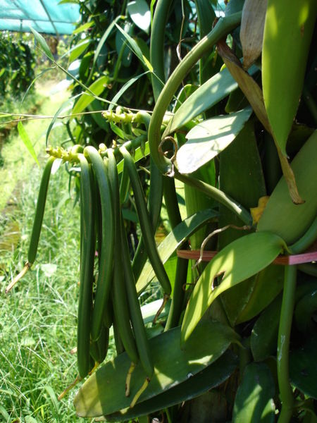 Soubor:Vanilla fragrans 2.jpg