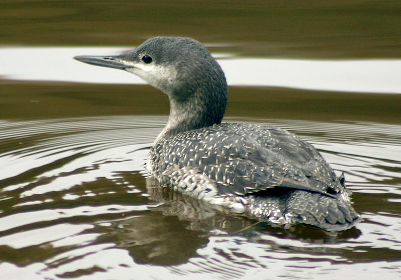 Soubor:Juvenile red throated diver.jpg