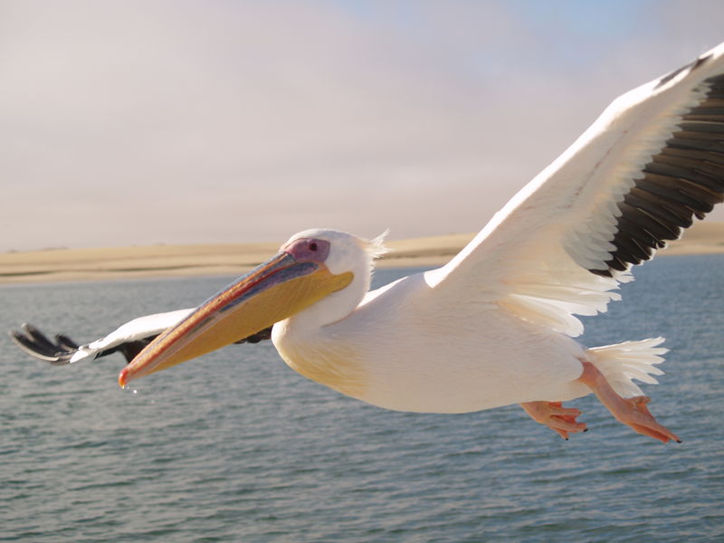 Soubor:Pelikan Walvis Bay.jpg