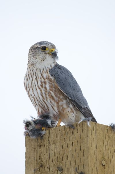 Soubor:Falco columbarius Male.jpg