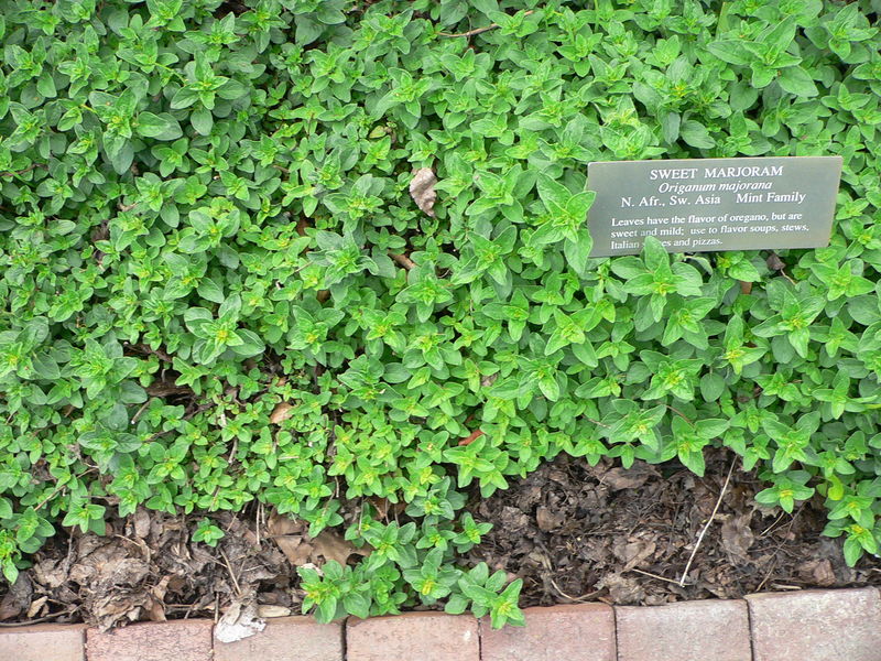 Soubor:Origanum majorana.jpg