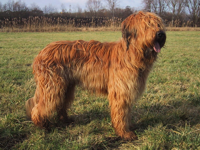 Soubor:Briard fauve.jpg