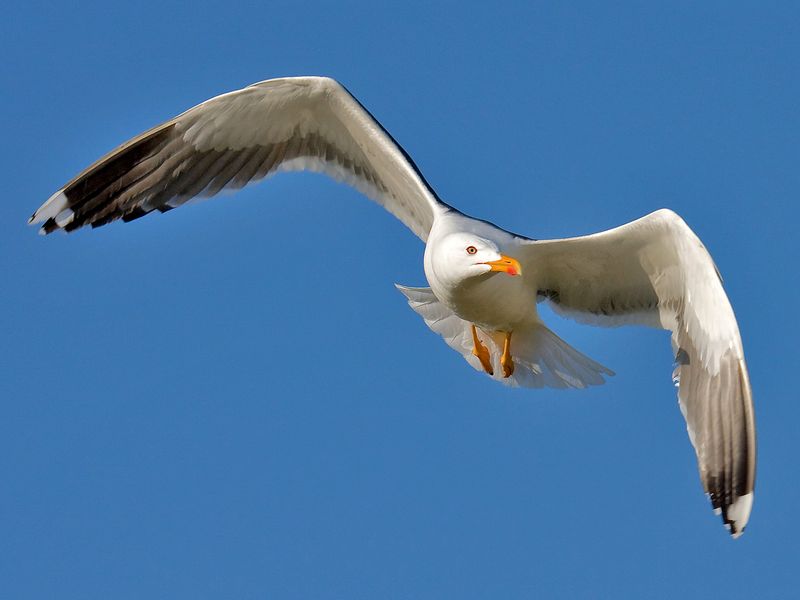 Soubor:Lesser Black-backed Gull 3.jpg