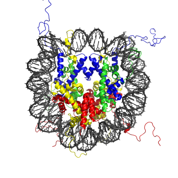 Soubor:Nucleosome 1KX5 colour coded.png