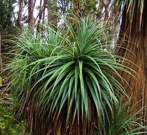 Richea, nedaleko jezera Lake Dobson, Mt Field National Park, Tasmánie, Austrálie