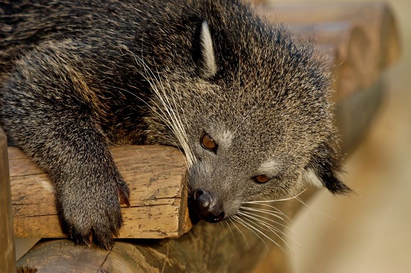 Soubor:Head arctictis binturong JdP.jpg