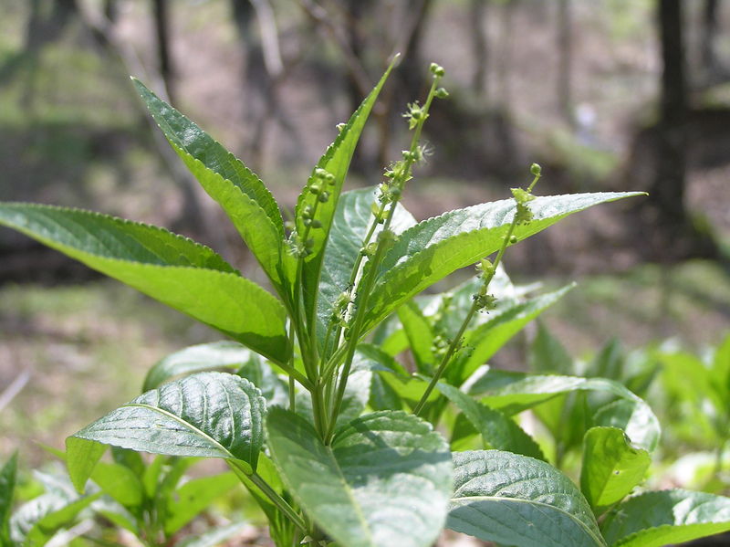 Soubor:Mercurialis perennis male.JPG