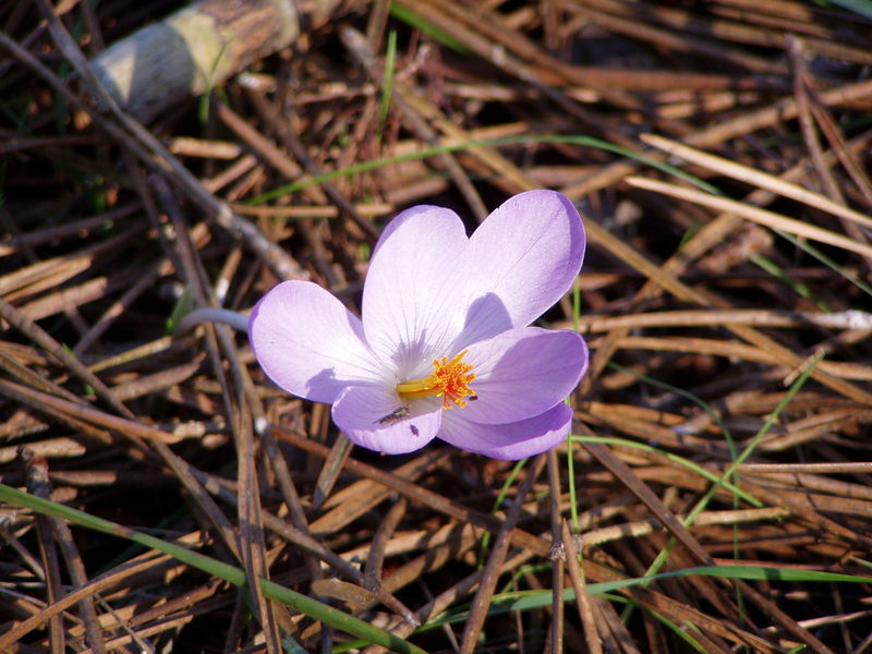 Soubor:Crocus serotinus clusii flower.jpg