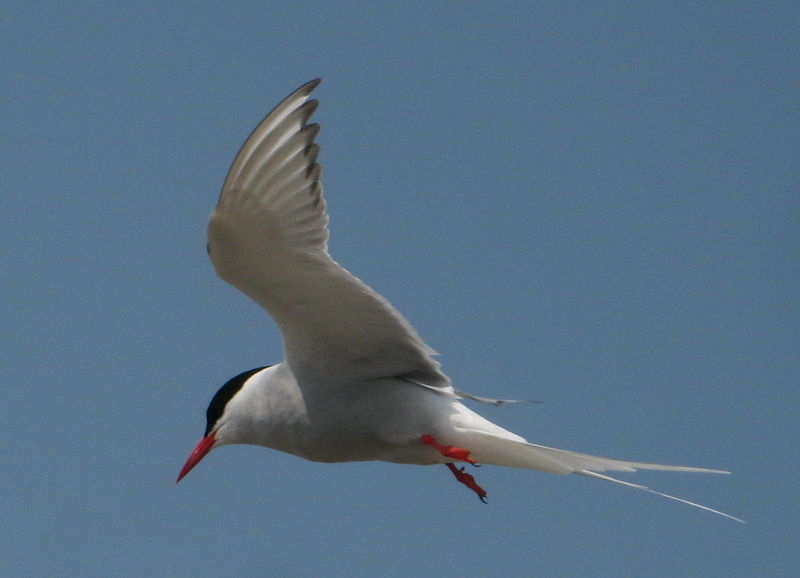 Soubor:Eidersperrwerk 2008 seeschwalbe kuckt.JPG