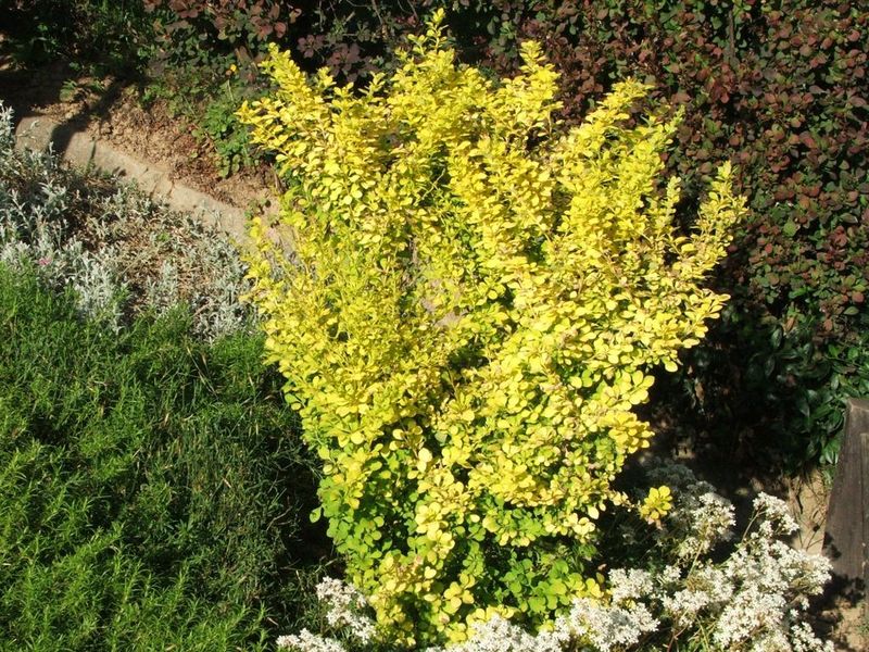 Soubor:Berberis thunbergii.jpg