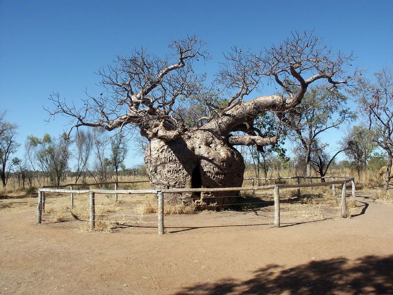 Soubor:Derby boab, Western Australia.jpg