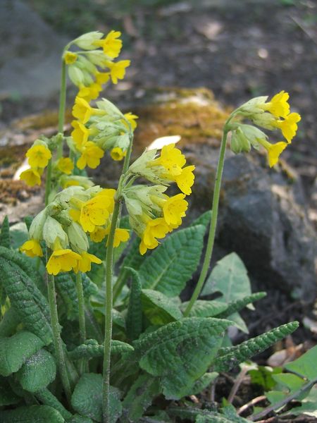 Soubor:Primula veris subsp macrocalyx.jpg