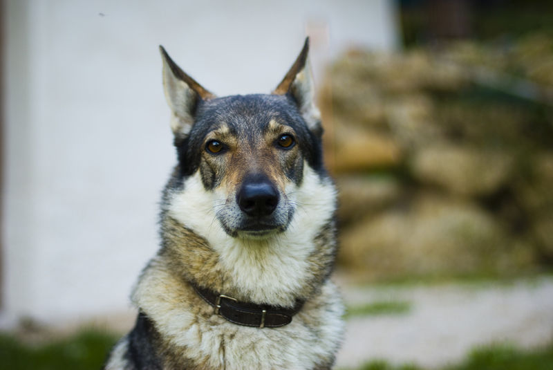 Soubor:Czechoslovakian Wolfdog portrait.jpg