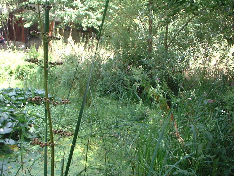 Soubor:Jardin naturel Paris.jpg