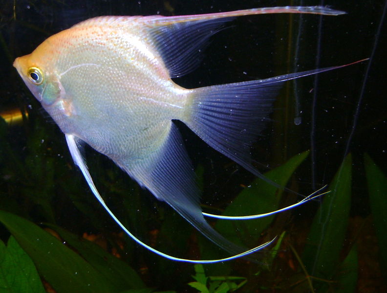 Soubor:Angel fish white.jpg