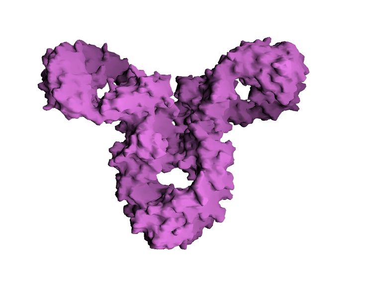 Soubor:IgG molecular surface.jpg