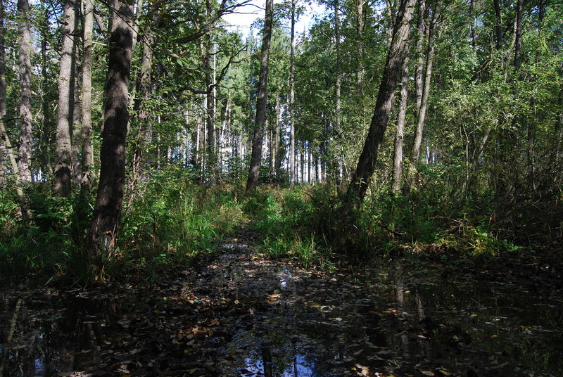 Soubor:PP Dolejší rybník (8).JPG