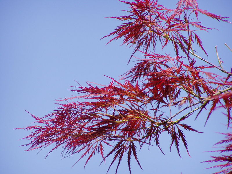 Soubor:Acer japonicum rubra leaves.jpg