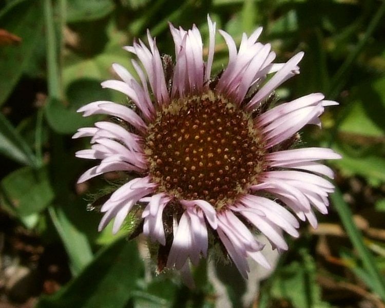 Soubor:Erigeron alpinus T44.1.jpg