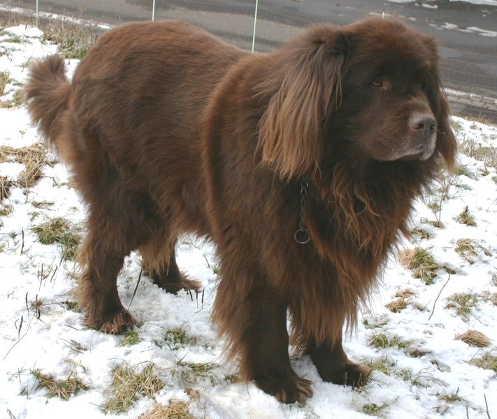 Soubor:Newfoundland brown.jpg