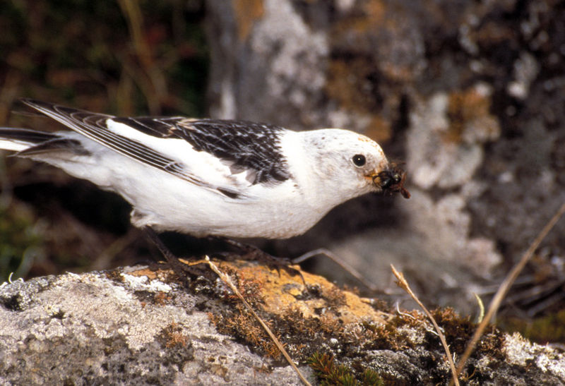 Soubor:Plectrophenax nivalis5.jpg