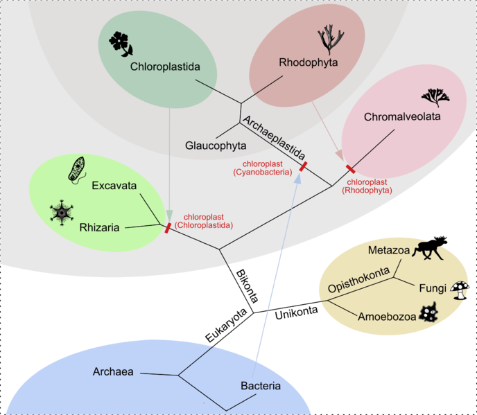 Soubor:Cladogram chloroplast.png