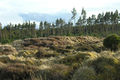"Long Cairn", Millbuie Forest - geograph.org.uk - 759420.jpg