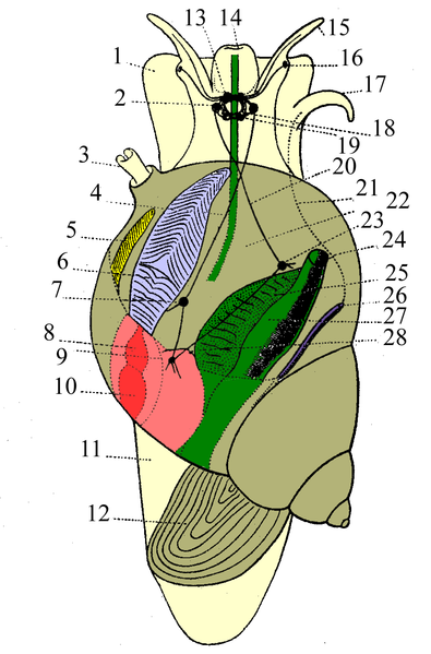 Soubor:Prosobranchia male.png