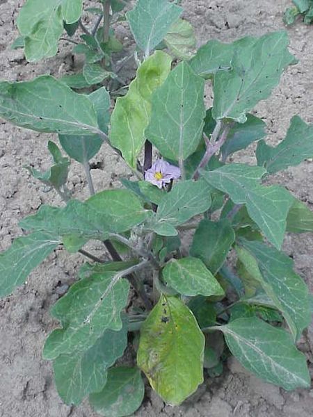 Soubor:Solanum melongena0.jpg