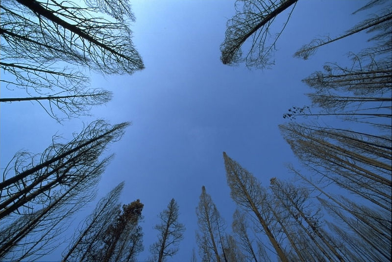 Soubor:Trees-sky.jpg