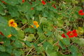 3853 - Tropaeolum majus (Große Kapuzinerkresse).JPG