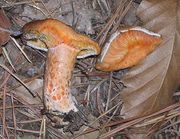 Lactarius deliciosus cut.jpg