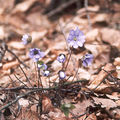 Hepatica nobilis1.jpg