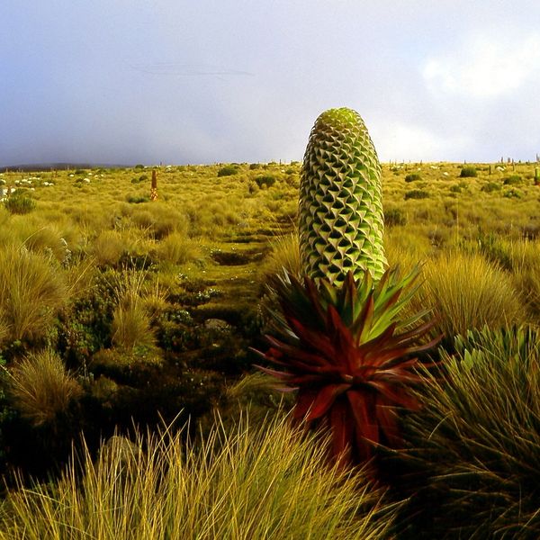 Soubor:Giant lobelia.jpg