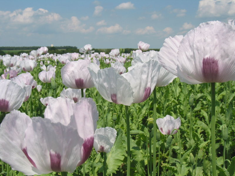 Soubor:Papver field france.jpg