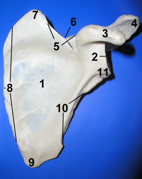 Soubor:Scapula ant numbered.png