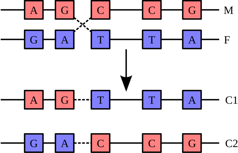 Soubor:Chromosomal Recombination.png