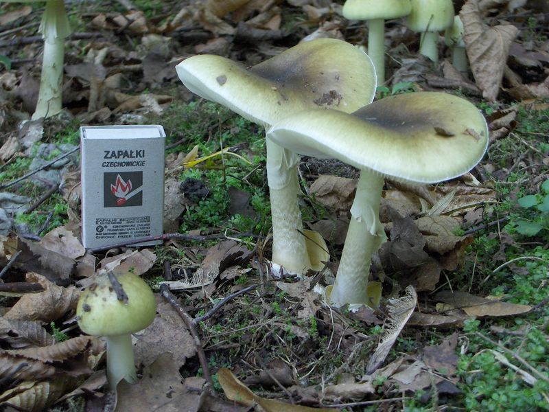 Soubor:Amanita phalloides adult.jpg