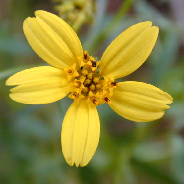 Soubor:Bidens flwr.jpg