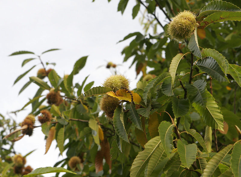 Soubor:Chestnuts on tree.jpg