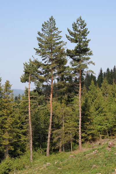 Soubor:Pinus sylvestris Beskid Żywiecki.JPG