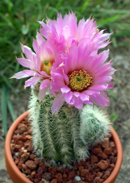 Soubor:Echinocereus reichenbachii baileyi.jpg