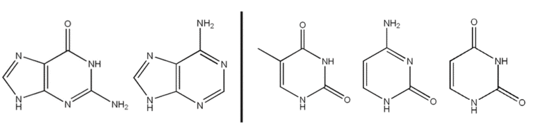 Soubor:Nitrobases.gif