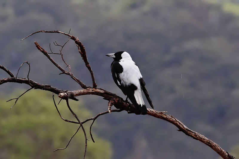 Soubor:Magpie on dead branch02.jpg